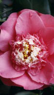 Camellia Japonica RL Wheeler variety, available to buy online from London garden centre, UK nationwide delivery