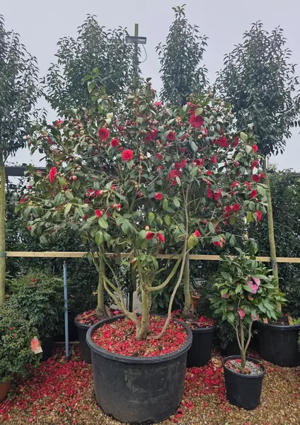 Camellia Japonica Red Unique Mature Multi-Stemmed Tree