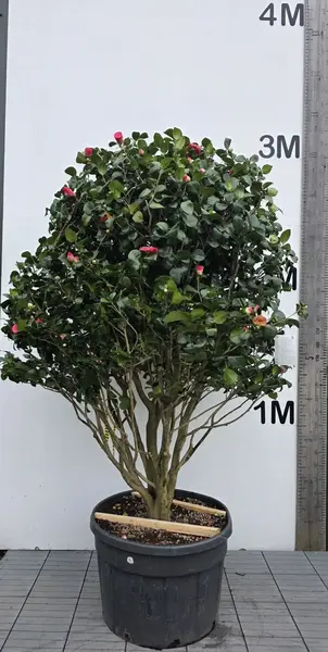 Camellia Japonica Rosedale