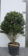Camellia Japonica Rosedale