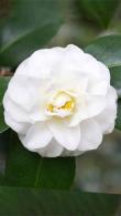 Camellia Japonica Shiragiku also known as Camellia Japonica Purity - buy online from our London plant centre, UK.