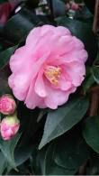 Camellia Japonica Spring Festival, pale pink flowering Camellia to buy online with UK delivery