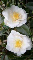 Camellia Japonica Triphosa Evergreen Shrub to buy online with UK delivery