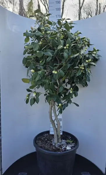 Camellia Japonica White Nun Multi Stemmed Trees - £700.00 Unique Mature Specimen