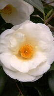 Camellia Japonica White Nun, huge white blooms in Spring - great for flowering hedges. Buy online UK