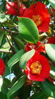 Camellia Japonica, an evergreen shrub, prefers acid soil with stiking early flowers. For sale at Paramount Plants and Gardens, UK