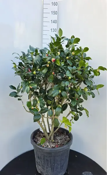 Camellia Kramers Supreme Multi Stemmed Trees 0018- £550 Unique Mature Specimen