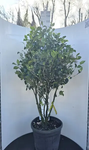 Camellia Kramers Supreme Multi Stemmed Trees 0019- £850 Unique Mature Specimen