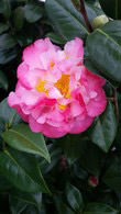 Camellia Japonica Nuccios Jewel, pink flowering Camellia for sale online, UK nationwide delivery.