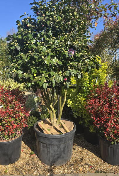 Camellia R.L Wheeler 0011 - £1500