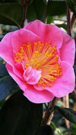 Camellia Reticulata California, huge pink flowering shrubs to buy online UK delivery