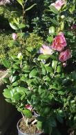 Camellia Reticulata California, huge pink flowering shrubs to buy online UK delivery