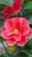 Camellia Reticulata Mary Williams