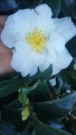 Camellia Sasanqua Hinode-Gumo