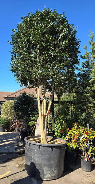 Camelia Sasanqua Plantation Pink 0003 - £10000 Mature Specimen Cemallia
