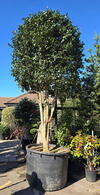 Camelia Sasanqua Plantation Pink 0003 - £10000 Mature Specimen Cemallia