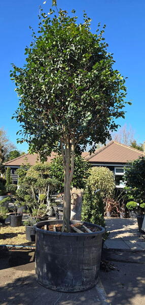 Camelia Sasanqua Plantation Pink 0002 - £10000 Mature Specimen Cemallia