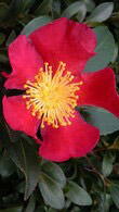 Camellia Sasanqua Yuletide - red flowering in winter Camellia for sale at our London plant centre, UK delivery