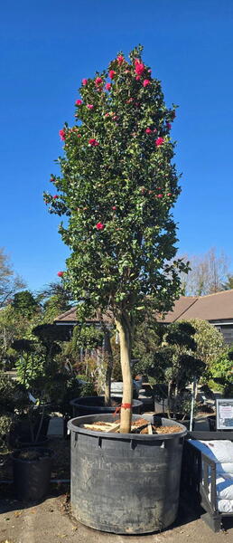 Camelia Williamsii Anticipation 0001 - £10000 Mature Camellia Specimen