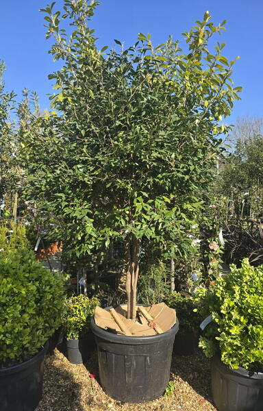 Camellia Williamsii Mary Phoebe Taylor 0010 - £1800