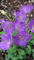 Campanula Blue Clips. Carpathian Bellflower Blue Clips for sale online with UK delivery.