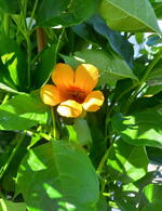 Campsis × tagliabueana Golden Trumpet