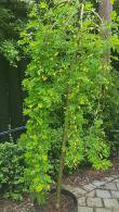 Caragana Arborescens Walker, weeping pea tree, for sale online UK delivery