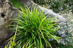 Carex Irish Green Ornamental Sedge Grass