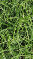 Carex Morrowii Ice Dance. Japanese Variegated Sedge Grass buy online with UK and Ireland delivery.