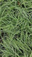 Carex Oshimensis - Evergold also known as Japanese Sedge buy it online with UK delivery