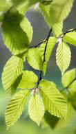Carpinus Betulus Standard Trees, quality standard Hornbeam trees, good for above wall screening, buy online UK delivery.