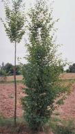 Carpinus Betulus Frans Fontaine or Upright Hornbeam Frans Fontaine for Sale Online