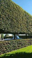 Carpinus Betulus or Hornbeam Tree. These Pleached Hornbeam Trees have been trained on a tall frame to be used as a "hedge" above the fence line.