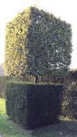 Carpinus Hornbeam topiary cubed tree, trained with a clear stem and elegant squared crown, buy online UK delivery