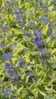 Caryopteris Hint of Gold Blue Beard 