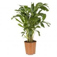 Caryota Mitis or Fish Tail Palm Indoor Plant