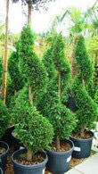 Cupressus Castlewellan Leyland Spirals, Topiary UK