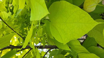 Catalpa bignonioides Aurea tree with large heart shaped golden yellow leaves