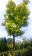 Catalpa Bignonioides Aurea or Golden Indian Bean Tree