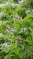 Mature Catalpa Bignonioides Indian Bean Tree for Sale