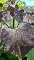 Catalpa Erubescens Purpurea Purple Indian Bean Tree Hybrid