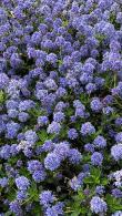 Ceanothus Arboreus Trewithen Blue Californian Lilac for Sale Online UK