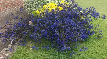 Ceanothus Blue Sapphire