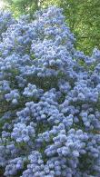 Ceanothus Concha blue flowering California Lilac, evergreen shrub, buy online with UK and Ireland delivery.