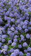 Ceanothus Cynthia Postan Californian Lilac