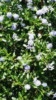 Ceanothus Impressus Victoria California Lilac