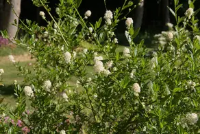 Ceanothus Millerton Point, white flowering California Lilac for sale UK delivery