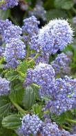 Ceanothus thyrsiflorus repens to buy online. Creeping Blue Blossom for sale at our London garden nursery, UK