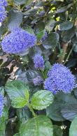 Ceanothus Thyrsiflorus Skylark, for sale online with UK delivery.