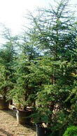 Cedar of Lebanon or Cedrus Libani is for sale at specimen tree specialists Paramount in North London, UK & online.